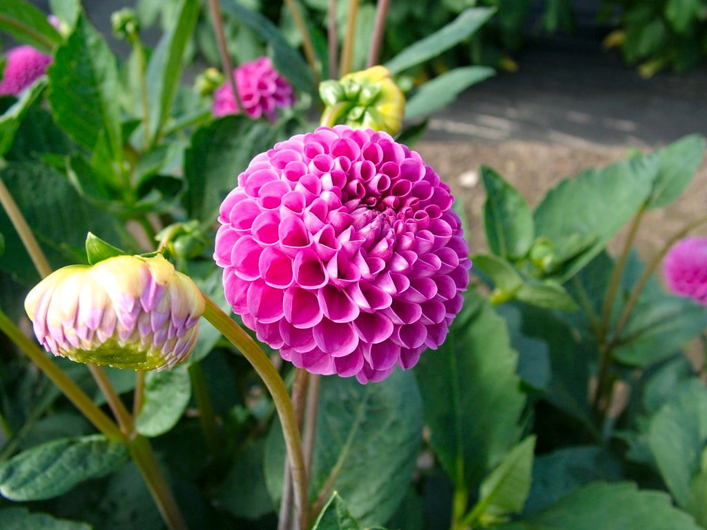 dahlia 'Franz Kafka'