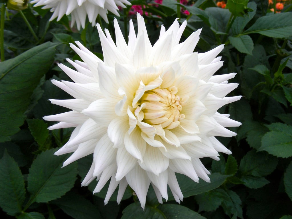 dahlia 'Mayan Swan'