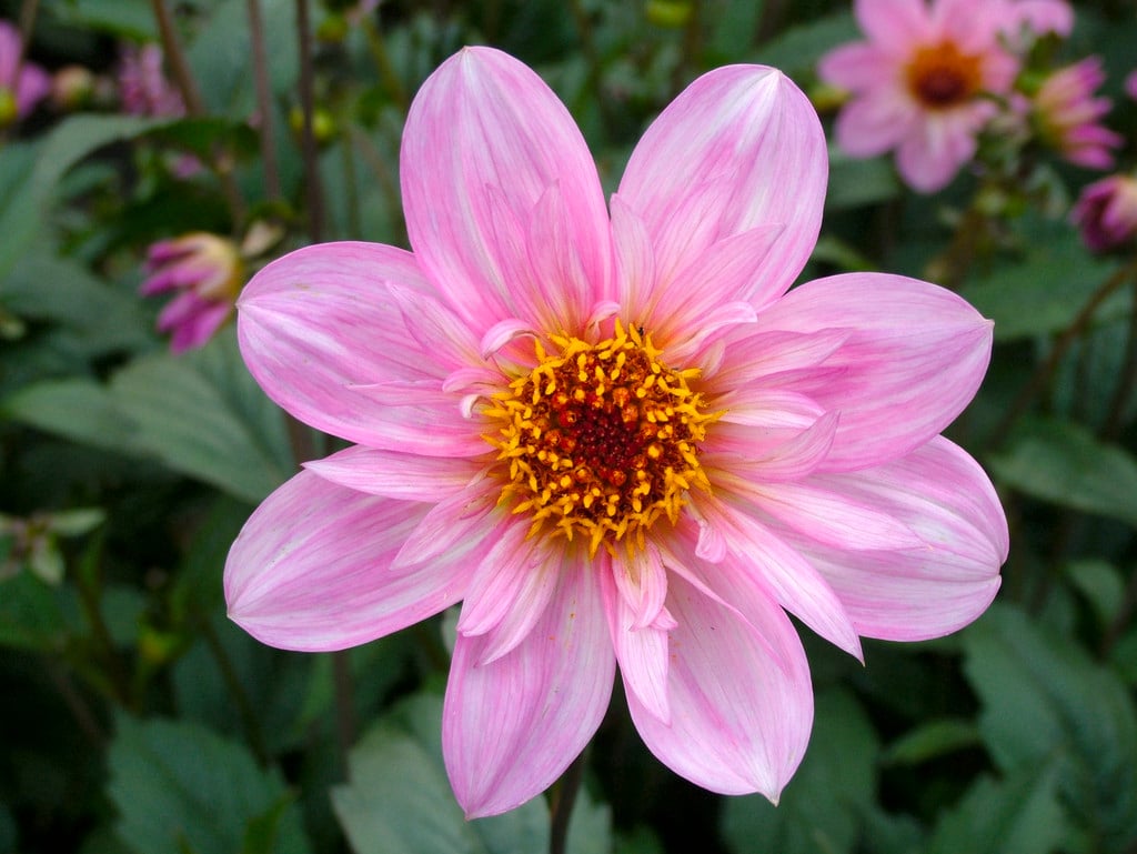 dahlia 'Teesbrooke Red Eye'