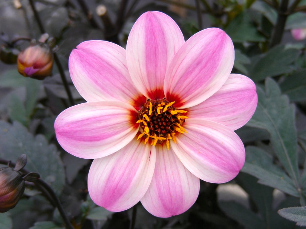 dahlia 'Zone Ten'