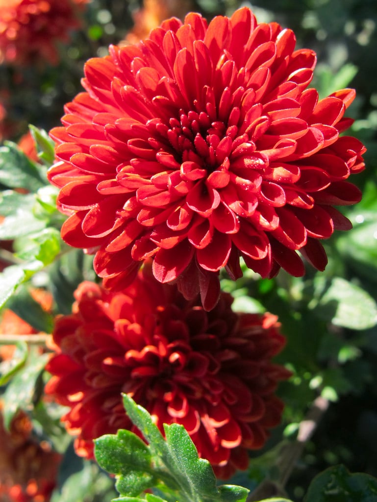 Chrysanthemum &Imp& (21e) chrysanthemum &Imp& Herbaceous Perennial/RHS