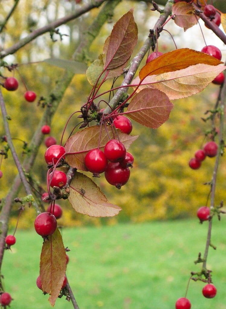 Malus transitoria &R.J. Fulcher& | crab apple &R.J. Fulcher& Trees/RHS ...