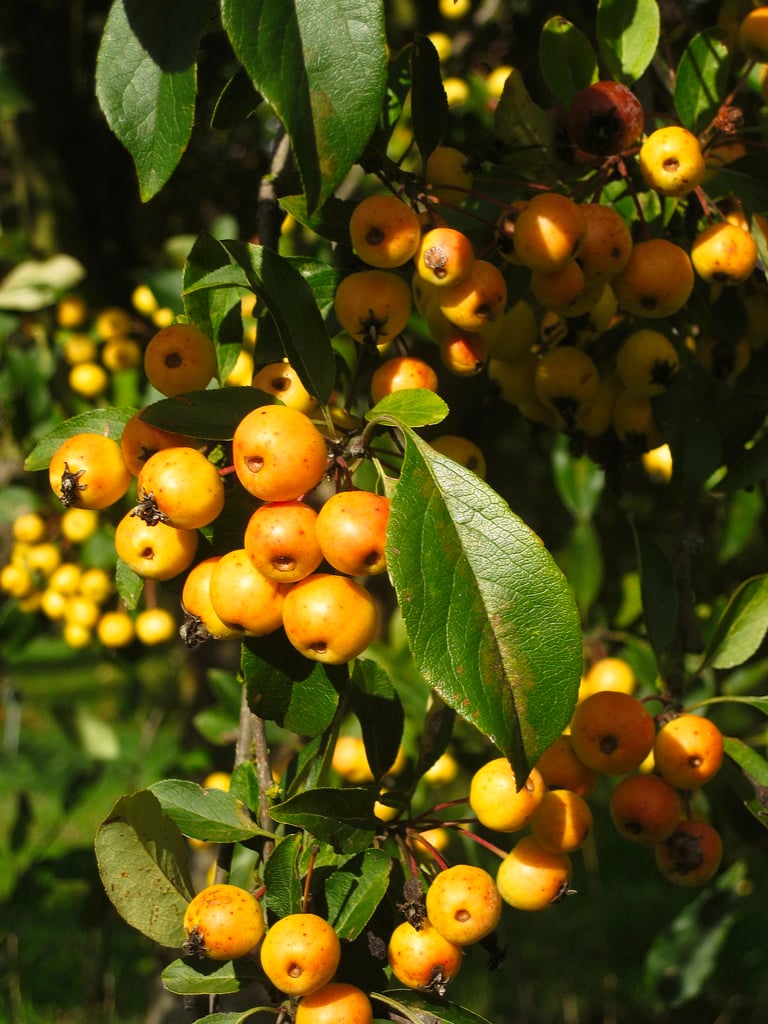 Kaido crab apple