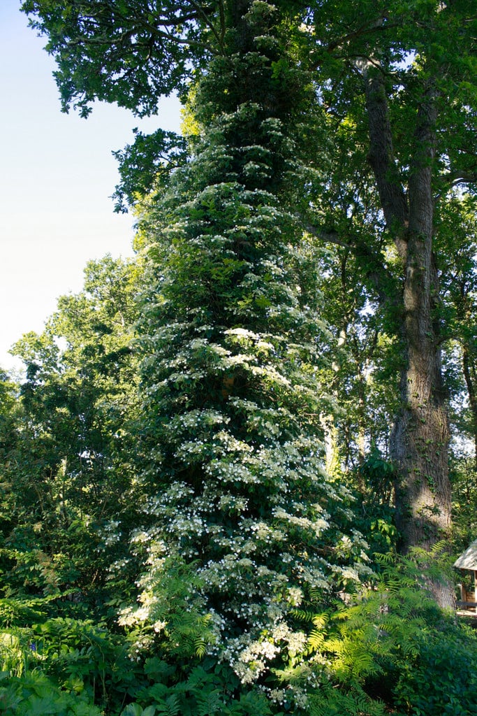 climbing hydrangea