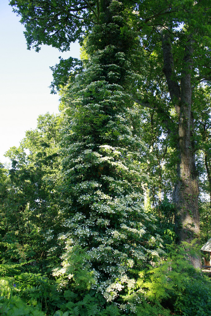 climbing hydrangea