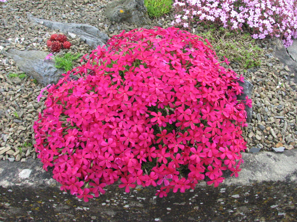phlox 'Red Admiral'