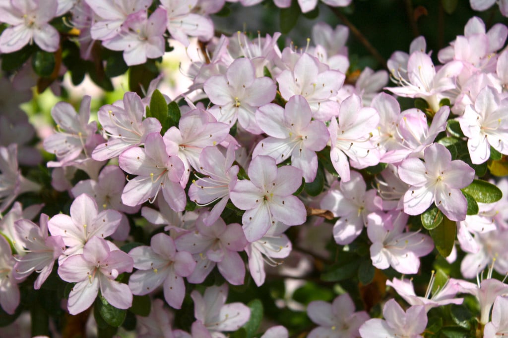 Rhododendron &Irohayama& (Kurume) (EA) | rhododendron &Irohayama ...