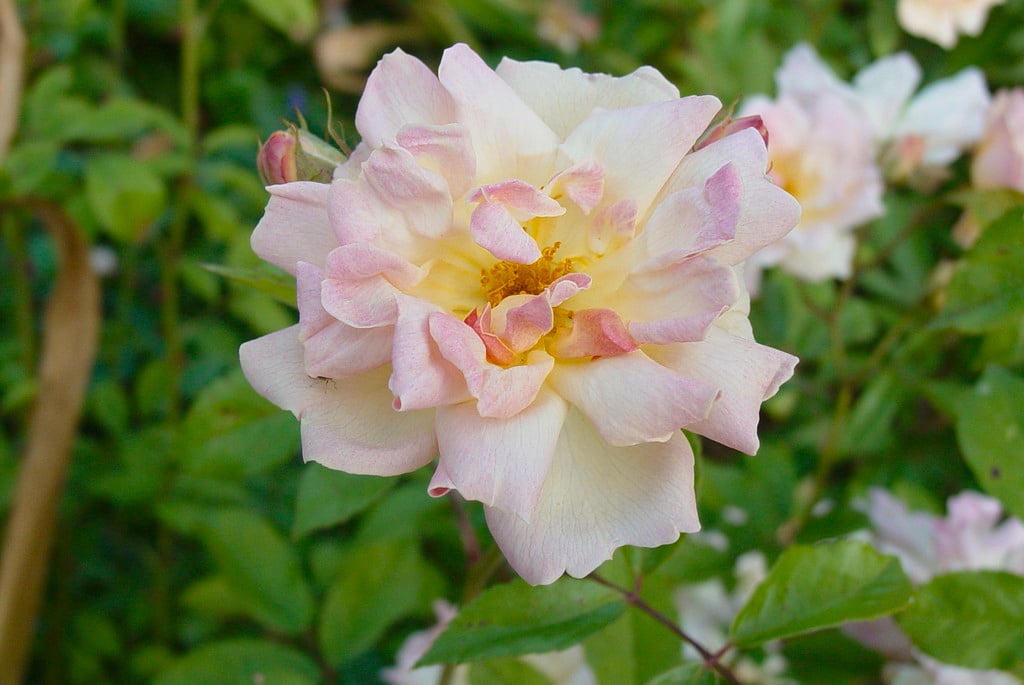 Rosa 'Phyllis Bide' (Ra) | rose 'Phyllis Bide'/RHS Gardening