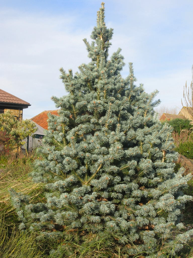 compact corkbark fir