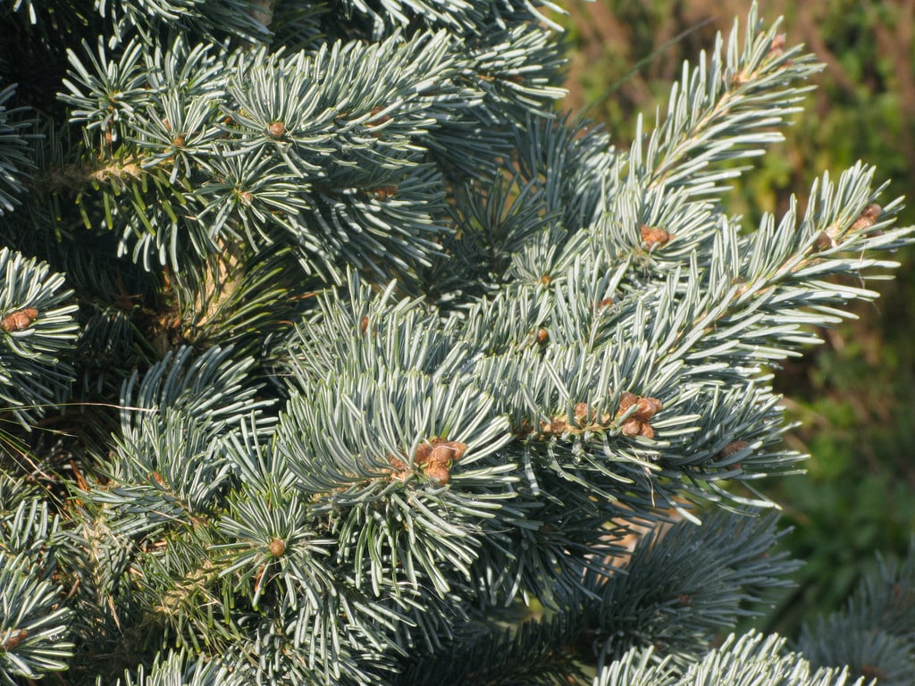 Abies lasiocarpa var. arizonica 'Compacta' Hornibr. | compact corkbark ...