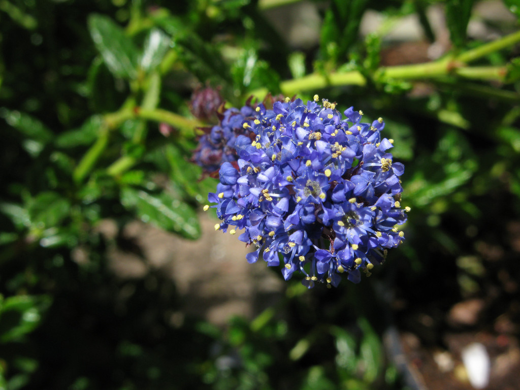 Californian lilac 'Concha'