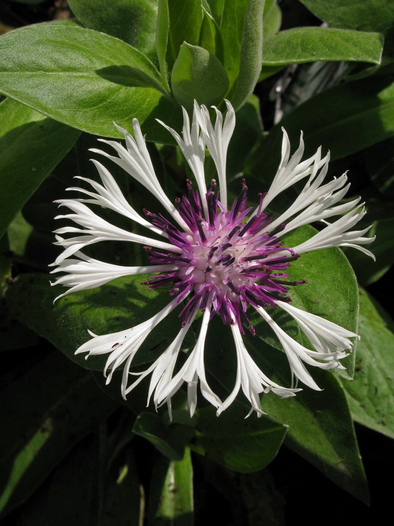 knapweed 'Amethyst on Ice'