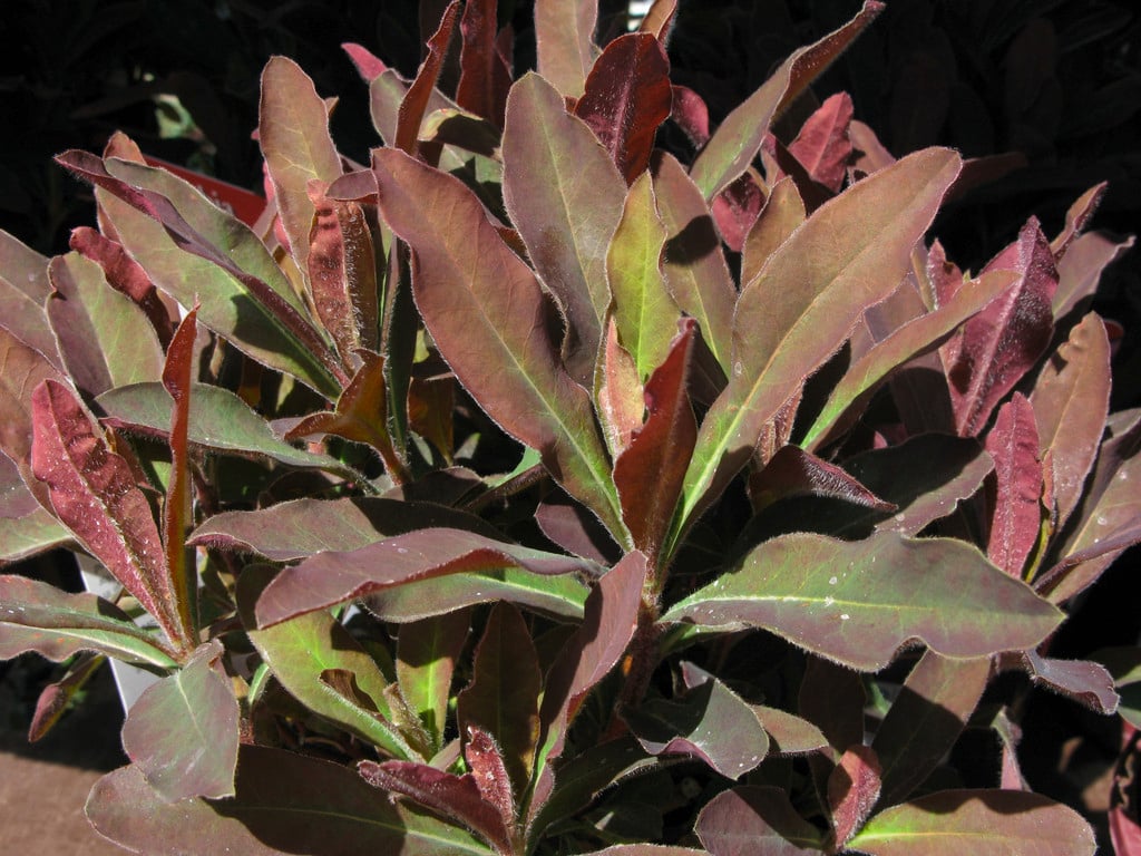 wood spurge 'Craigieburn'