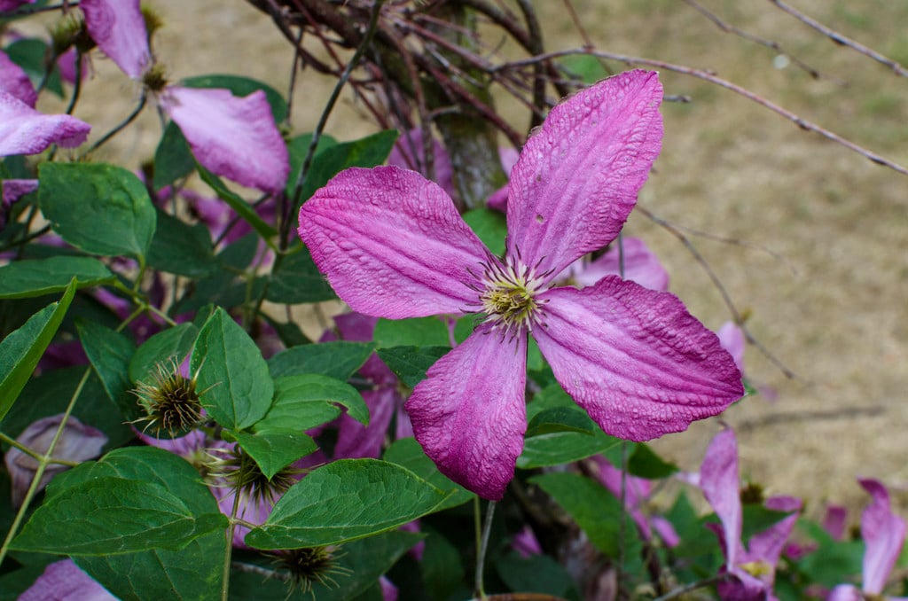 clematis 'Eetika'