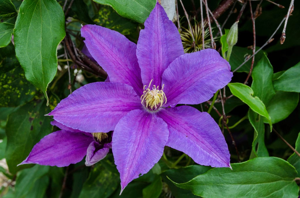 clematis 'Vivienne Lawson'