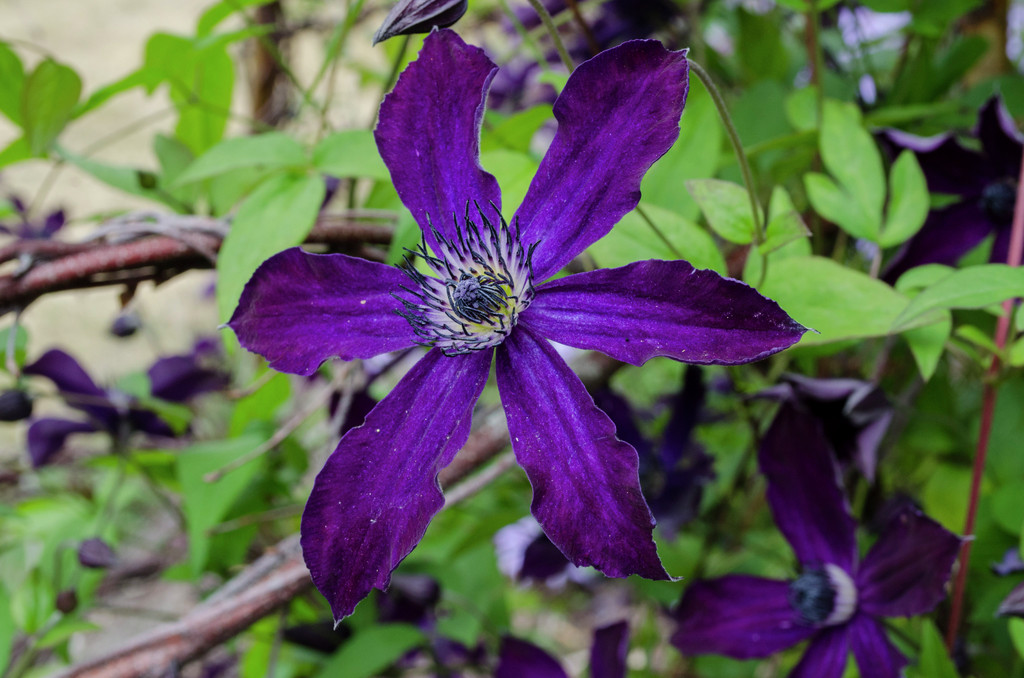 clematis [Victor Hugo]