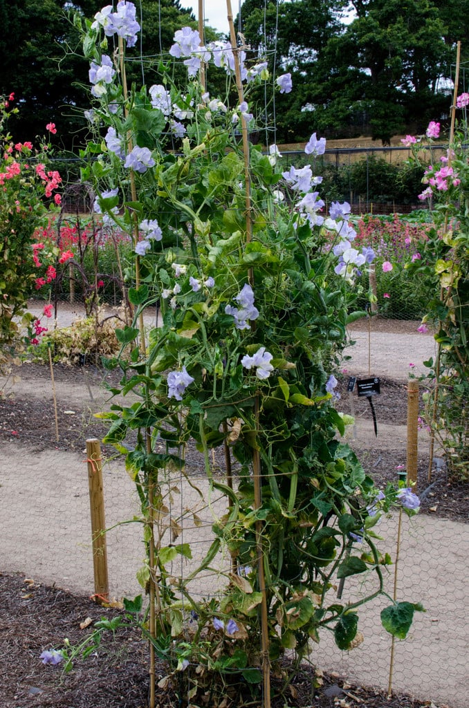 sweet pea 'Cara Stevenson'