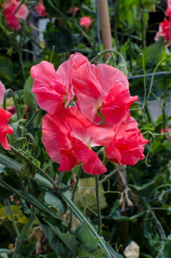 sweet pea 'William Willson'