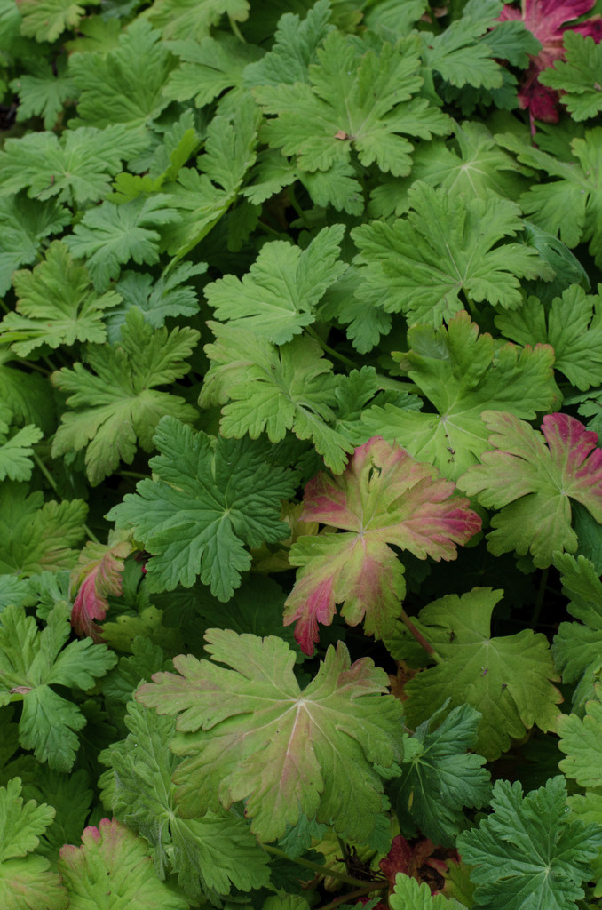 big-root cranesbill
