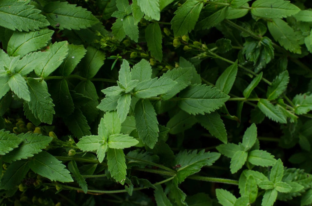 saw-leaved speedwell