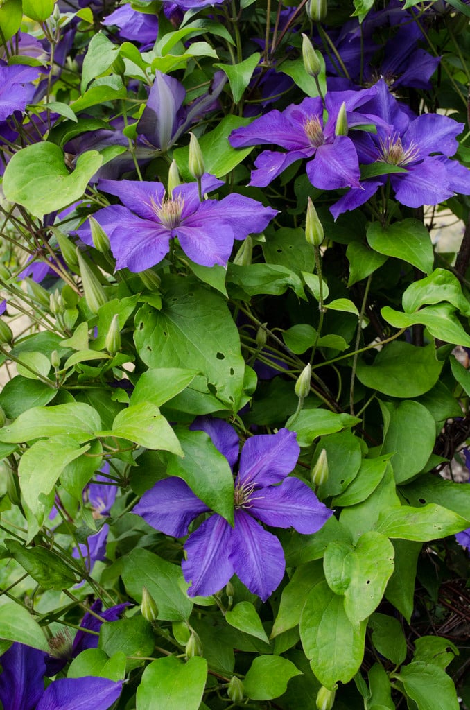 clematis 'Ascotiensis'