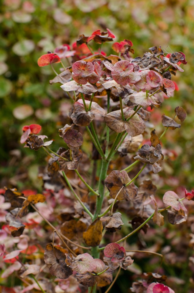 spurge 'Whistleberry Garnet'