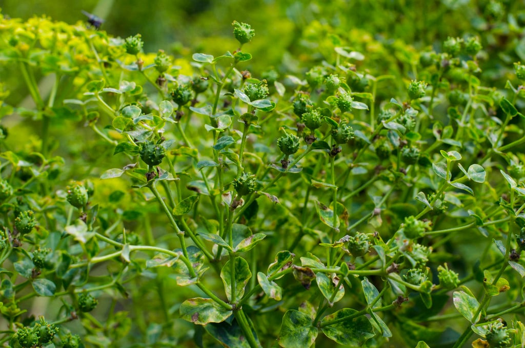 Margadiles Islet spurge