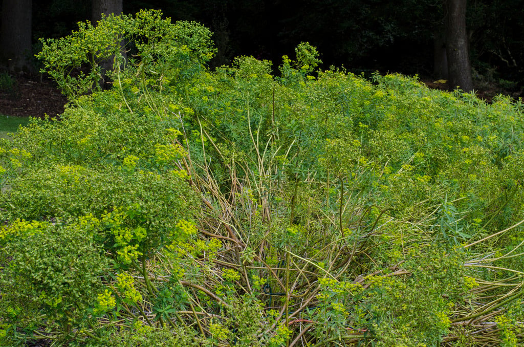 Margadiles Islet spurge