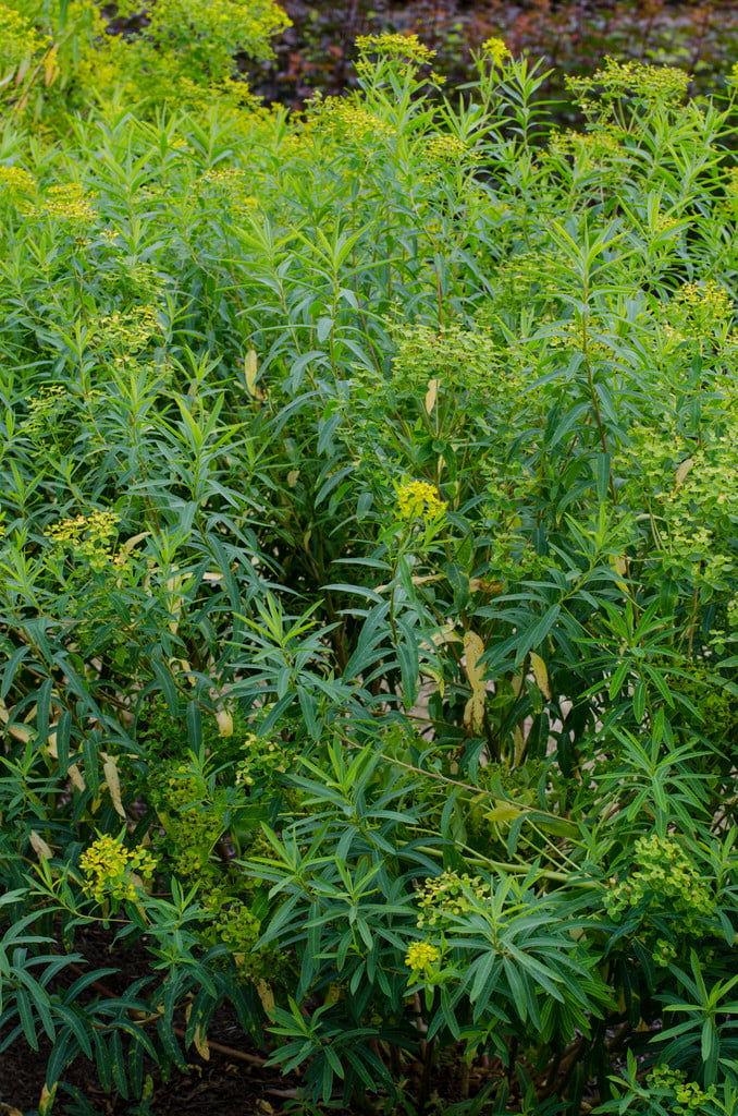 nerium-leaved spurge