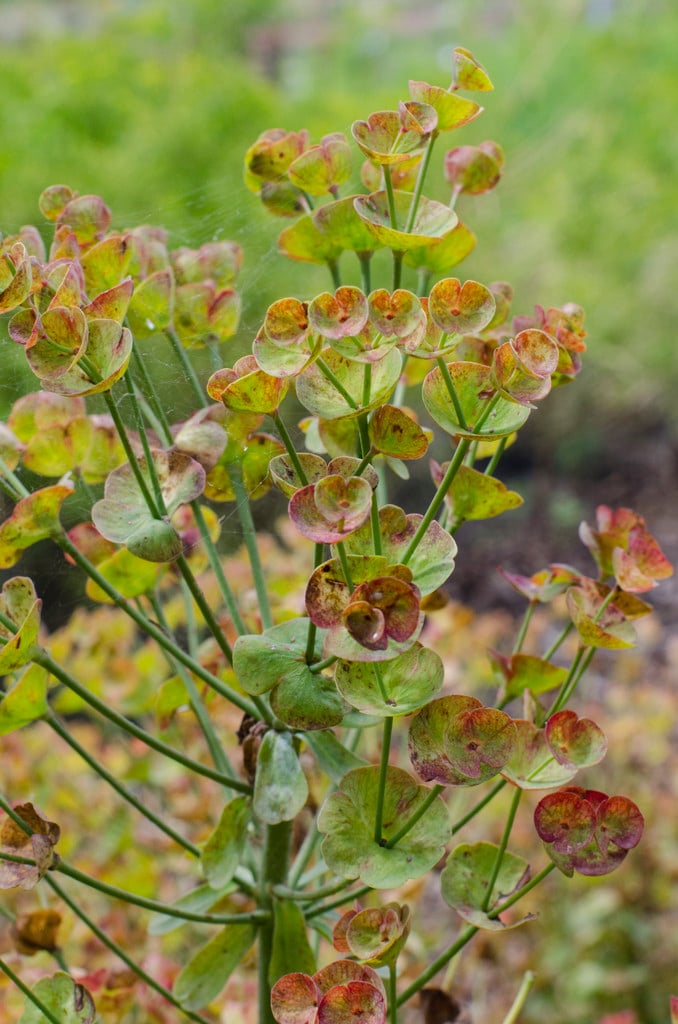 Martin's spurge 'Helen Robinson'