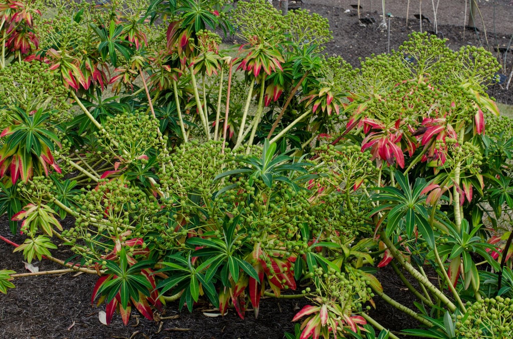 Pasteur spurge