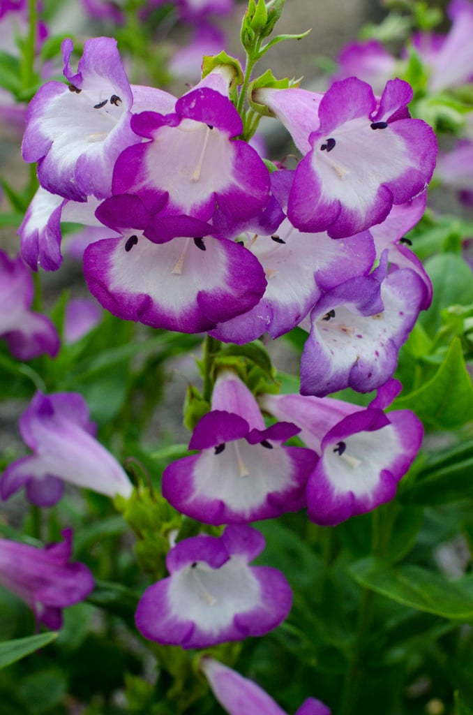 penstemon 'Blueberry Fudge'