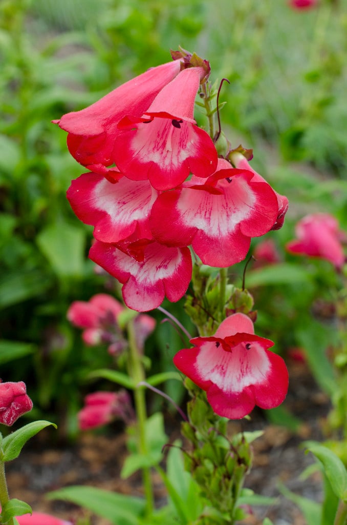 penstemon 'Bubblegum'
