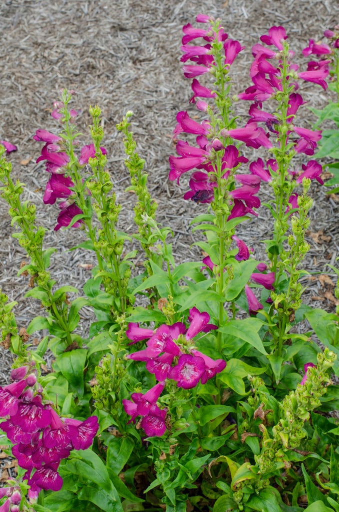 penstemon 'Juicy Grape'