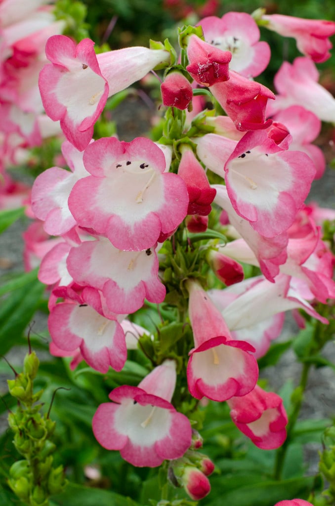 penstemon 'Melting Candy'