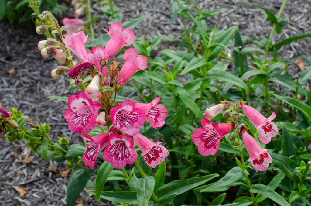 penstemon 'Strawberries and Cream'