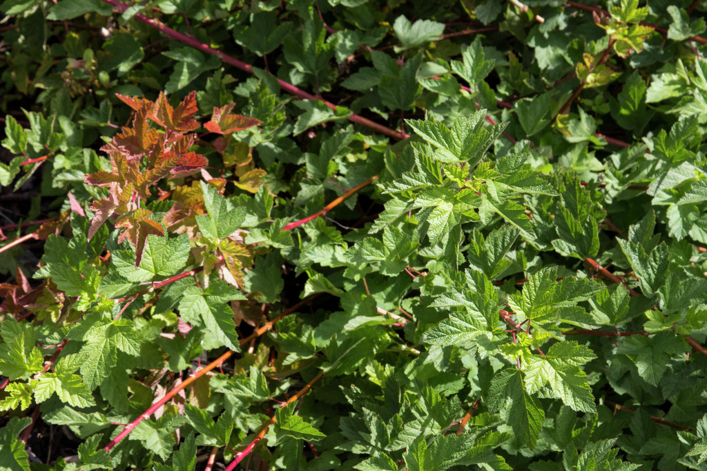 Pacific ninebark 'Tilden Park'