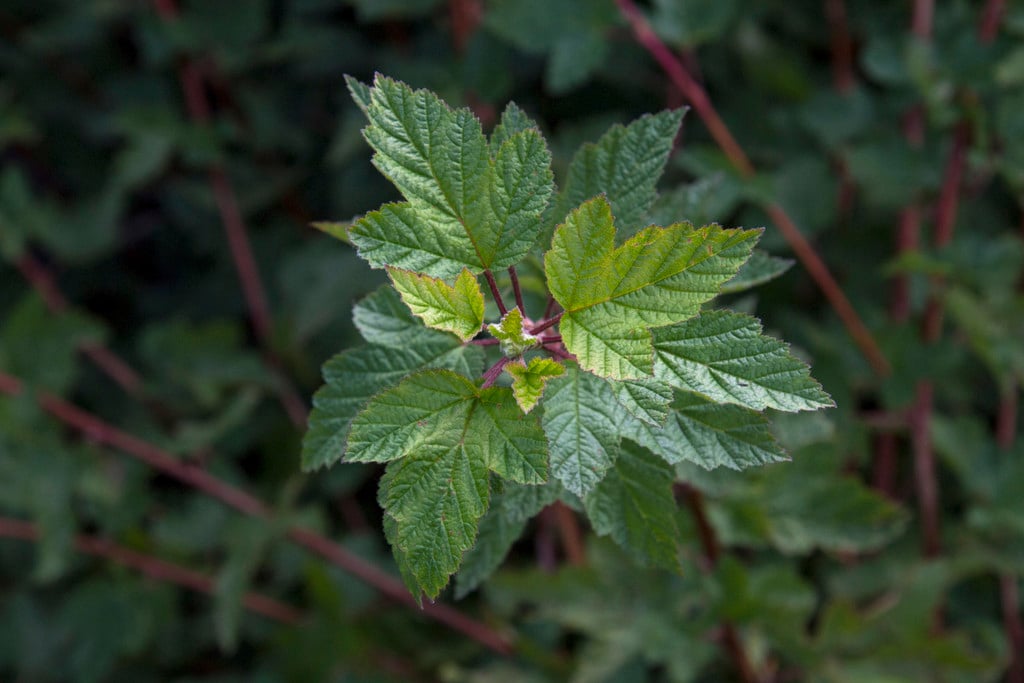 Pacific ninebark 'Tilden Park'