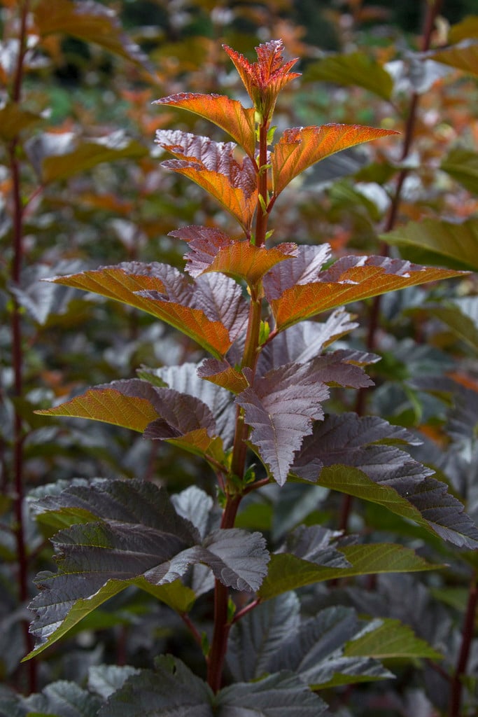 ninebark 'Andre'