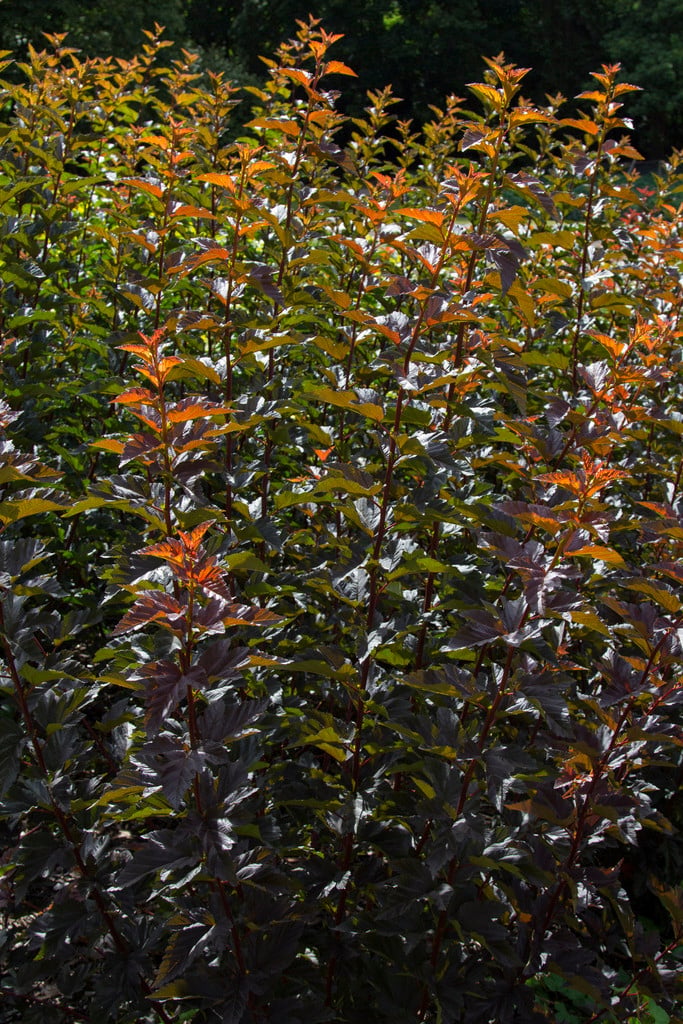 ninebark 'Andre'