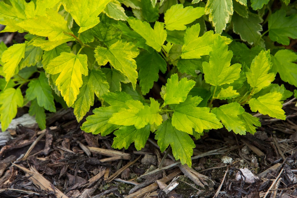 ninebark 'Anny's Gold'