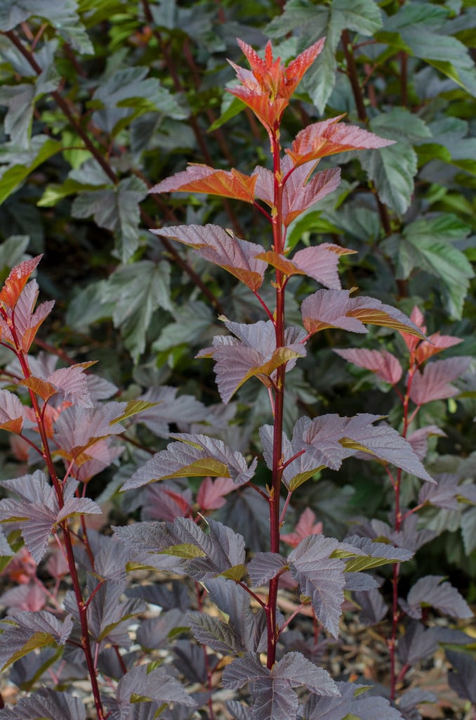 ninebark 'Burning Embers'