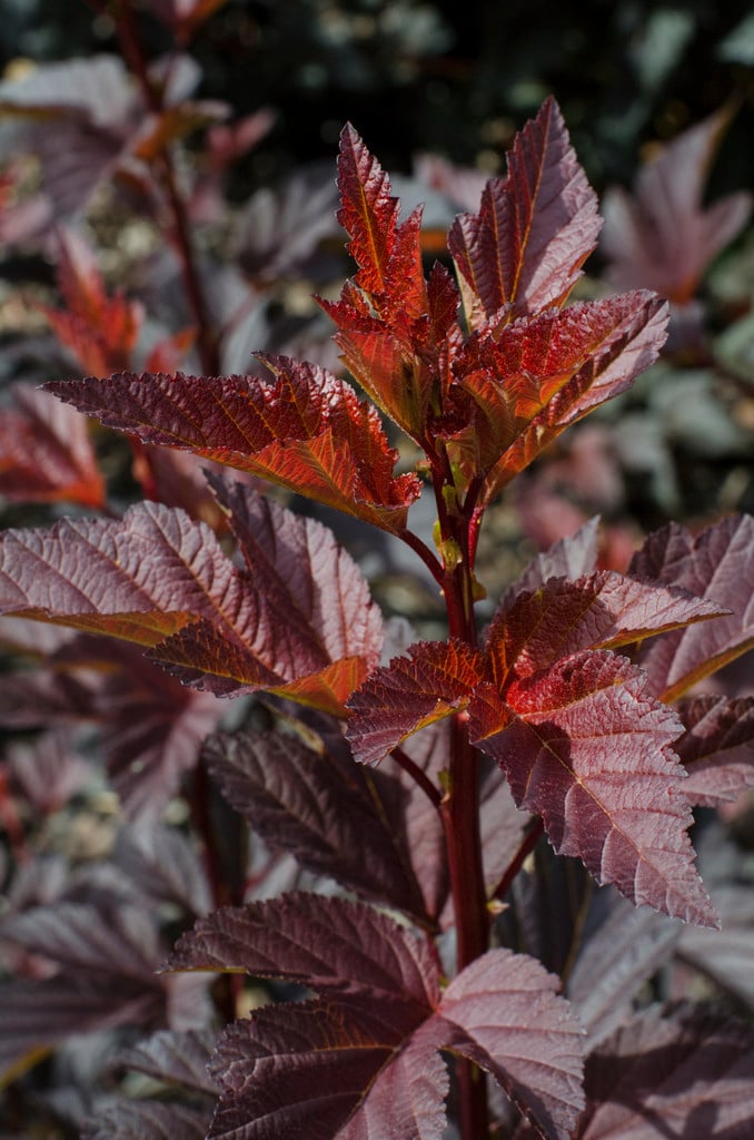 ninebark 'Burning Embers'