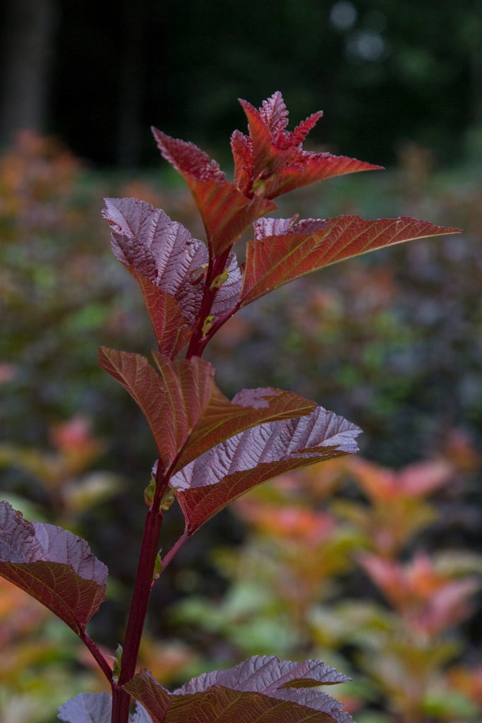 ninebark 'Chameleon'