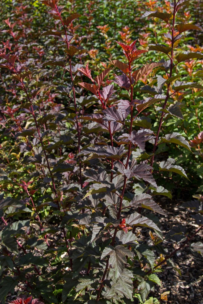 ninebark 'Chameleon'