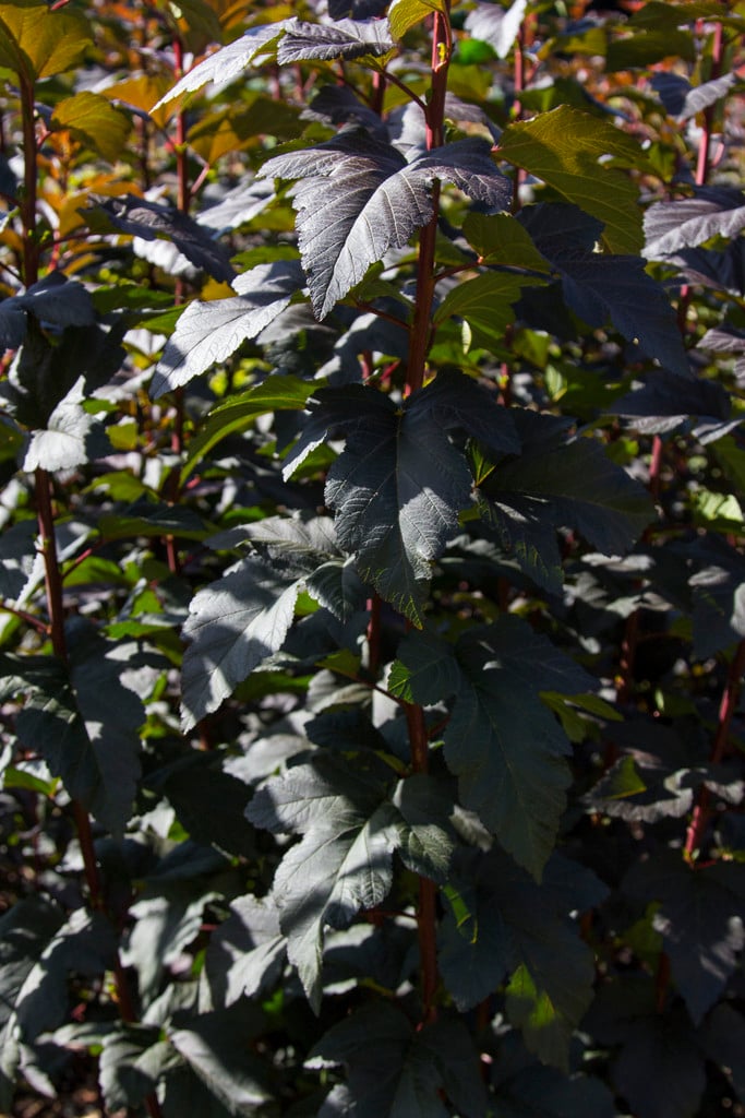 ninebark 'Diabolo'