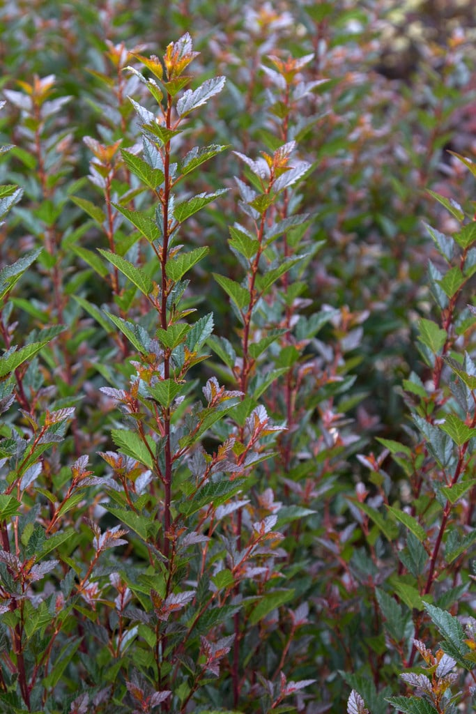 ninebark 'Donna May'