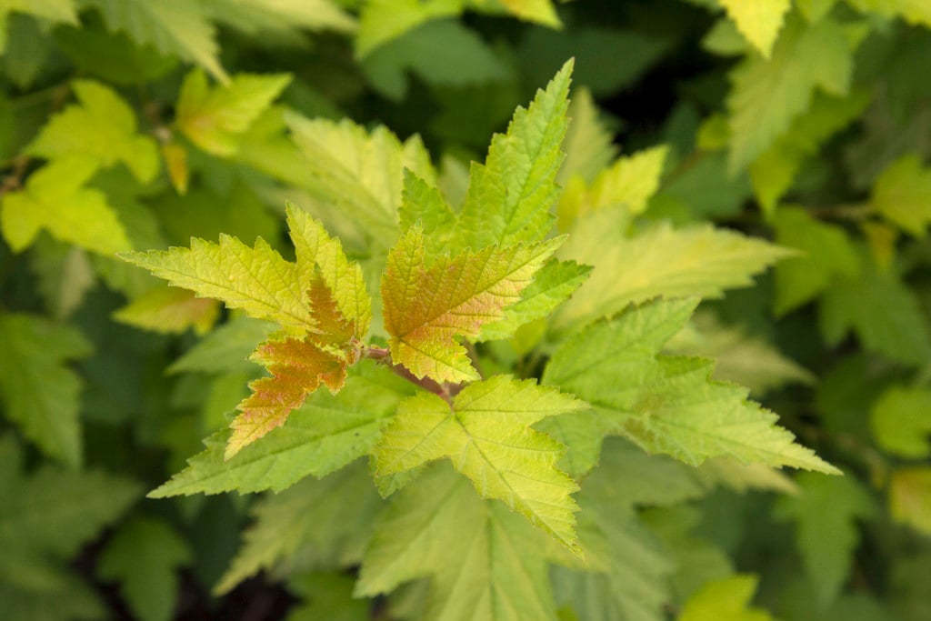 ninebark 'Nugget'