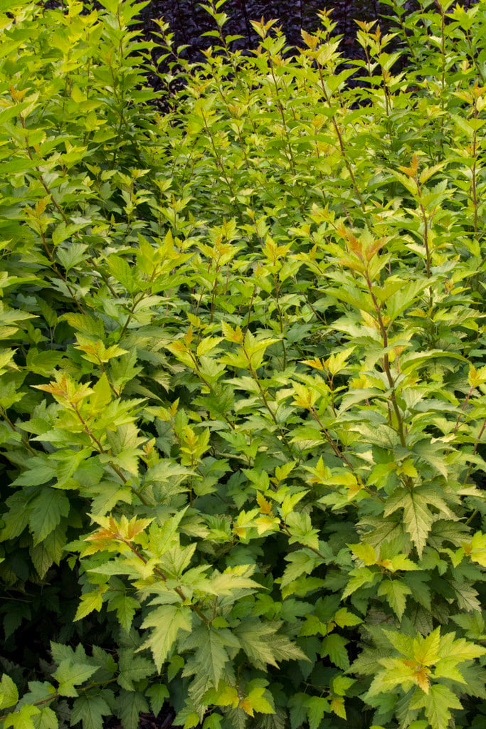 ninebark 'Nugget'