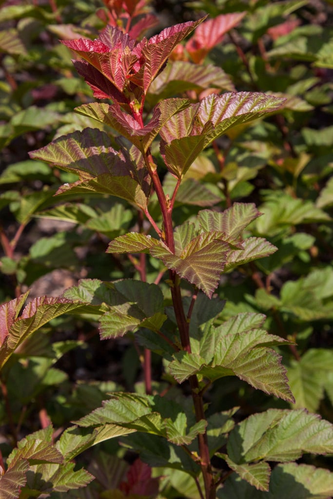 ninebark [Amber Jubilee]